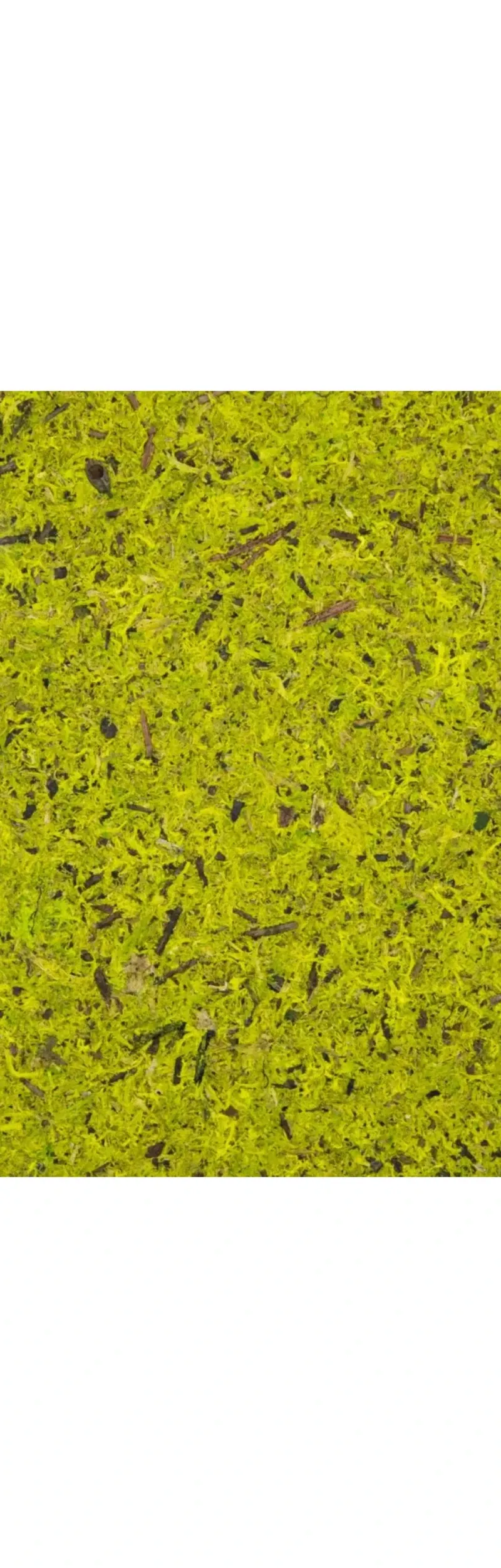 Mușchi Verde deschis