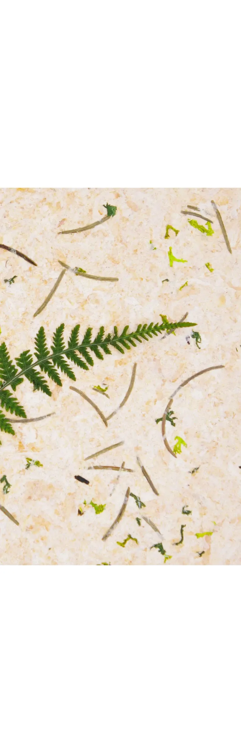 Pădure Coniferă