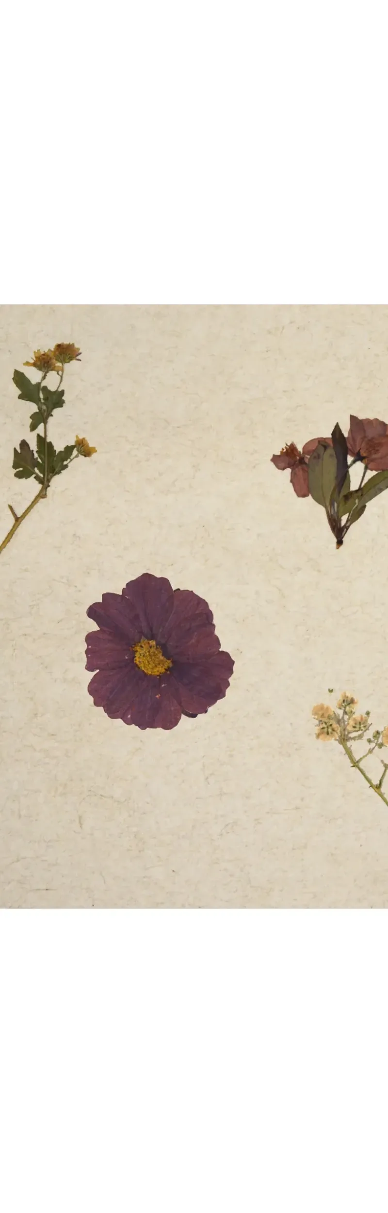 Violete