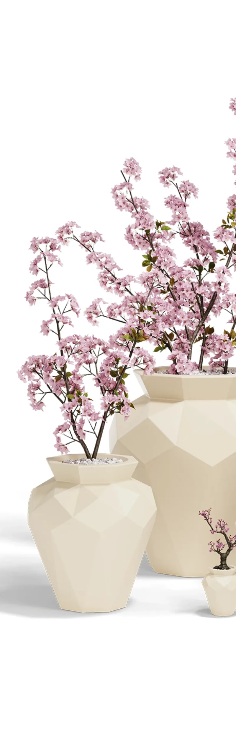 Hanami