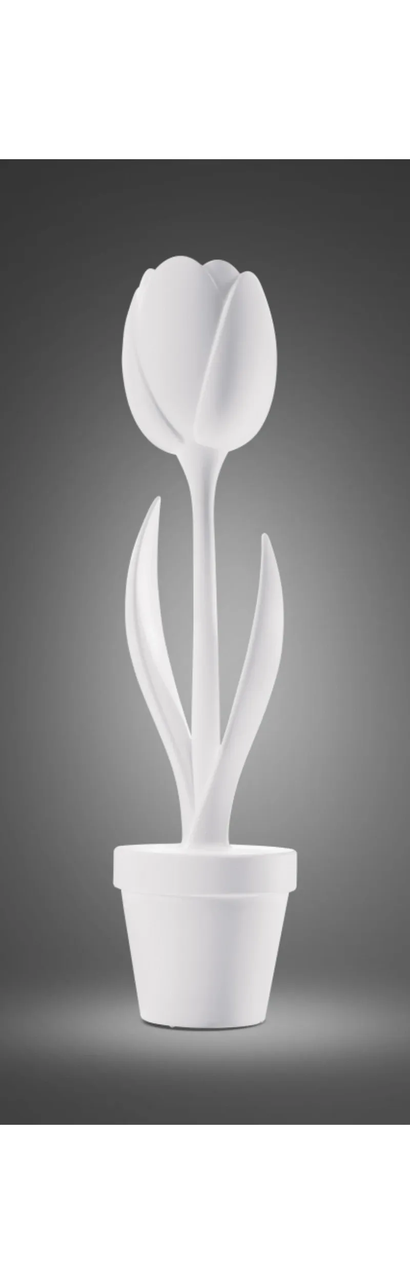 Tulip